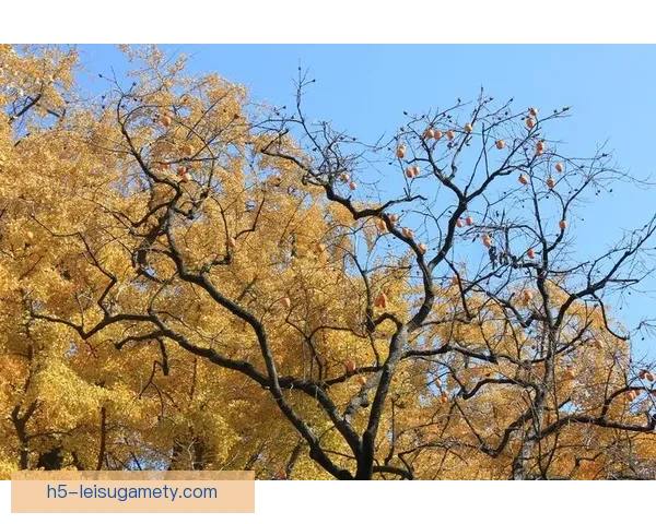 阿布扎比统一吉达国民秋色平分